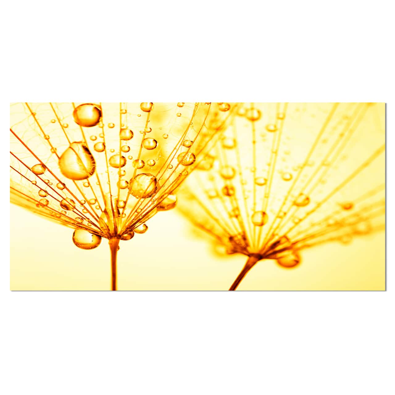 Designart - Dandelion Seeds with Water Drops - Floral Canvas Art Print